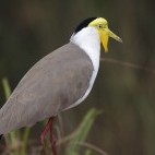 Masked lapwing in Australia