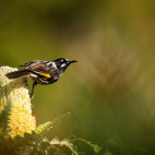 New Holland honeyeater in Australia.