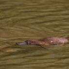 Platypus in Australia.
