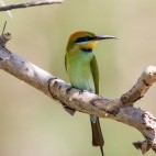 Rainbow bee-eater in Kakadu National Park, Australia