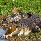 Saltwater crocodile in Kakadu National Park, Australia
