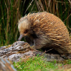 Short-beaked echidna in Australia.