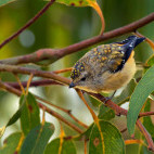 Forty-spotted pardalote in Tasmania, Australia