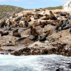 Australian fur seals in Tasmania, Australia