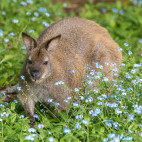 Bennett's wallaby in Tasmania, Australia