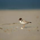 Hooded dotterel in Tasmania, Australia