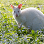 White wallaby in Tasmania, Australia