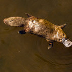 Duck-billed platypus in Tasmania, Australia