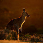 Forester kangaroo in Tasmania, Australia