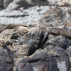 Australian fur seal in Tasmania, Australia