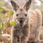 Bennett's wallaby in Tasmania, Australia
