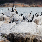 Black-faced cormorant in Tasmania, Australia