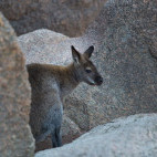 Tasmanian pademelon in Tasmania, Australia