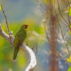 Green rosella in Tasmania, Australia.