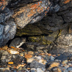 Little penguin in Tasmania, Australia.