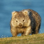 Common wombat in Tasmania, Australia