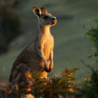 Eastern grey kangaroo in Tasmania, Australia