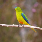 Orange-bellied parrot in Tasmania, Australia