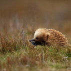 Short-beaked echidna in Tasmania, Australia.