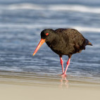 Sooty oystercatcher in Tasmania, Australia