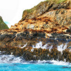Australian fur seal colony in Tasmania, Australia