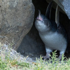 Little penguin in Tasmania, Australia