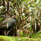 Tasmanian native swamphen in Tasmania, Australia.