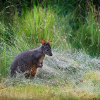 Tasmanian pademelon in Tasmania, Australia