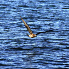 Wedge-tailed eagle in Tasmania, Australia