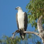 White-bellied sea-eagle in Kakadu National Park, Australia