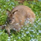 Bennett's wallaby in Australia