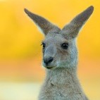 Eastern grey kangaroo in Australia.