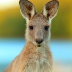 Eastern grey kangaroo in Australia.