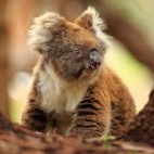 Koala in Australia.