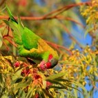 Musk lorikeet in Australia.