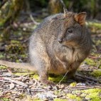 Pademelon in Australia