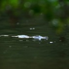 Platypus in Australia.