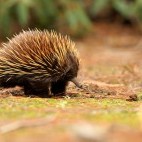 Short-beaked echidna in Australia.