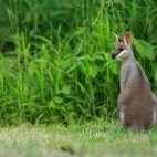 Swamp wallaby in Australia.