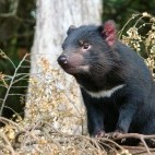 Tasmanian devil in Australia.
