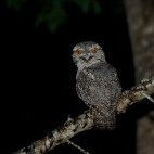 Tawny frogmouth in Australia.
