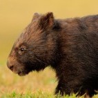 Wombat in Australia.