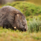 Wombat in Australia.