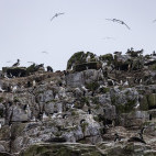 Erect crested penguins & Salvin’s albatross.
