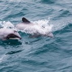 Hector's dolphin in New Zealand
