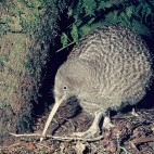 Great spotted kiwi in New Zealand
