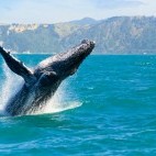 Humpback whale in New Zealand