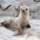 New Zealand fur seal