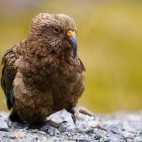 Kea in New Zealand