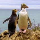 Yellow-eyed penguin in New Zealand